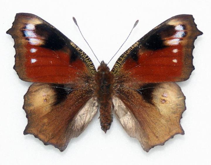 Inachis io (abb) Internet Image property of respective owner, non-commercial use only
